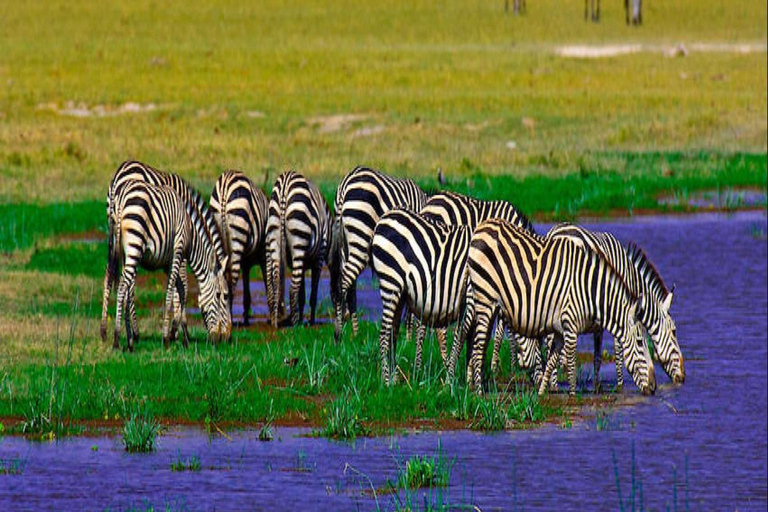 Safari di lusso di 4 giorni nel Parco Nazionale di Amboseli