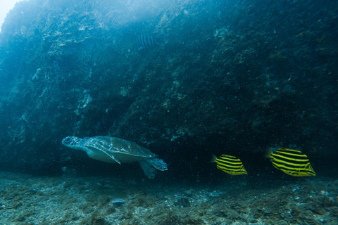 Gold Coast: Try Scuba Diving Experience at Wave Break Island