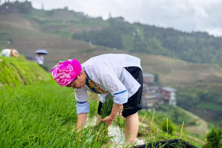 Small group: Longji Terraces & Long Hair Village Day Tours