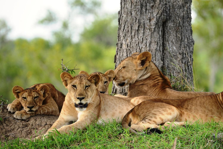 LOCATIE: 3-daagse safari in Mikumi en Ruaha National Parks