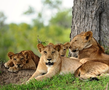 3-Day Mikumi and Ruaha National Parks Safari