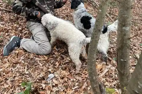 Toscana: Experiência de caça às trufas com degustação
