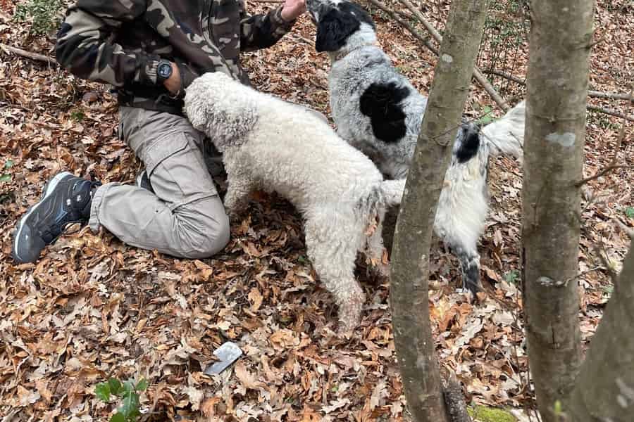 Toskana: Erlebnis Trüffelsuche mit Verkostung. Foto: GetYourGuide