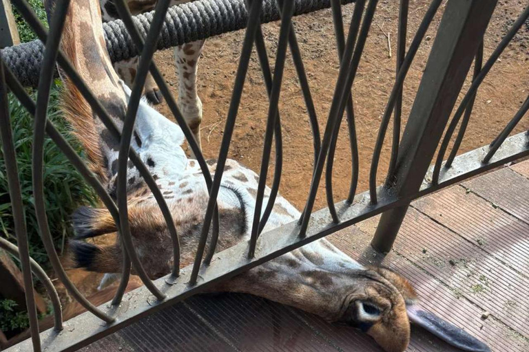 Nairobi: Giraffe Encounter With Feeding Experience