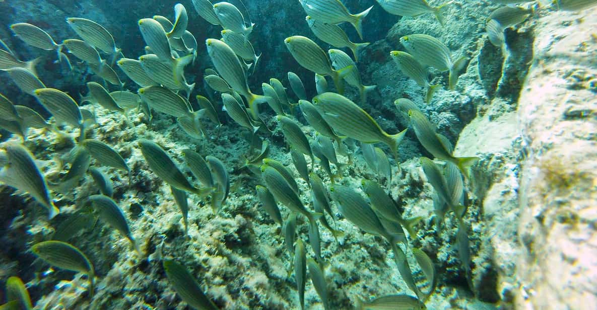 Afbeelding 10 van Barcelona: Costa Brava kajakken, snorkelen & klifspringen & lunch