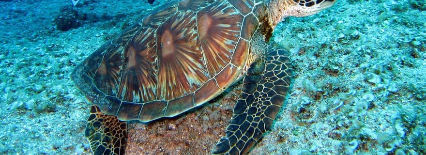 Pattaya : excursion de plongée avec tuba ou plongée sous-marine pour débutants avec déjeuner