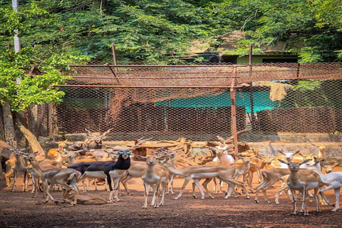Bangalore, Mysore & Ooty Multi‑Day Tour Bangalore, Mysore & Ooty Guided Tour with 4*Star Hotel