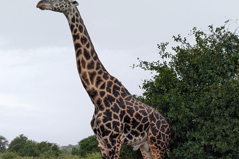 Tansania Wild Explorer