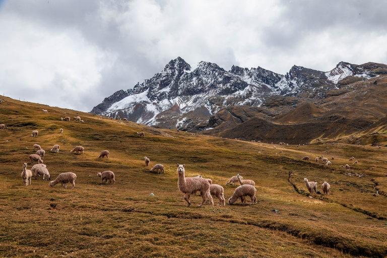 From Cusco: Early-Access Rainbow Mountain & Red Valley Trek
