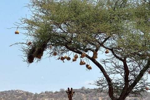 3 Days, 2 nights safari to Samburu National Reserve 3 Days private safari in a 4x4 Landcruiser jeep