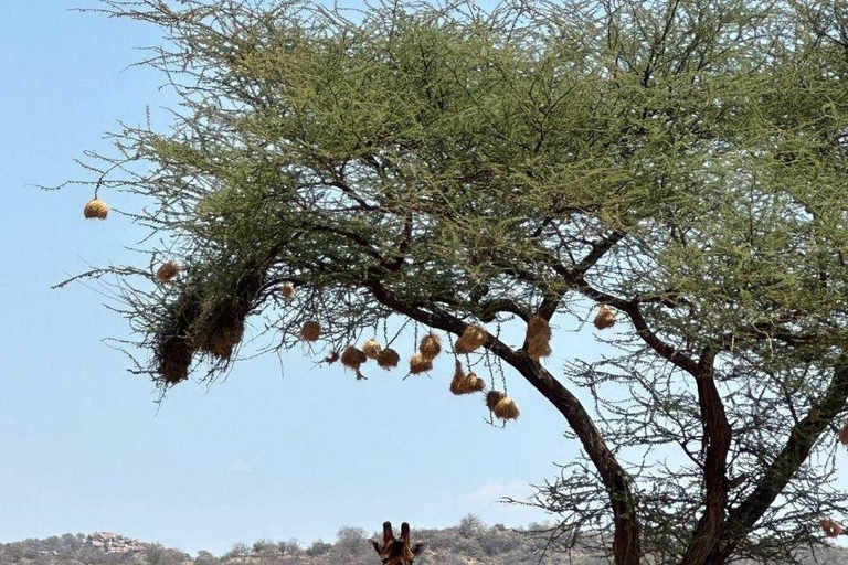 3 Days, 2 nights safari to Samburu National Reserve 3 Days private safari in a 4x4 Landcruiser jeep