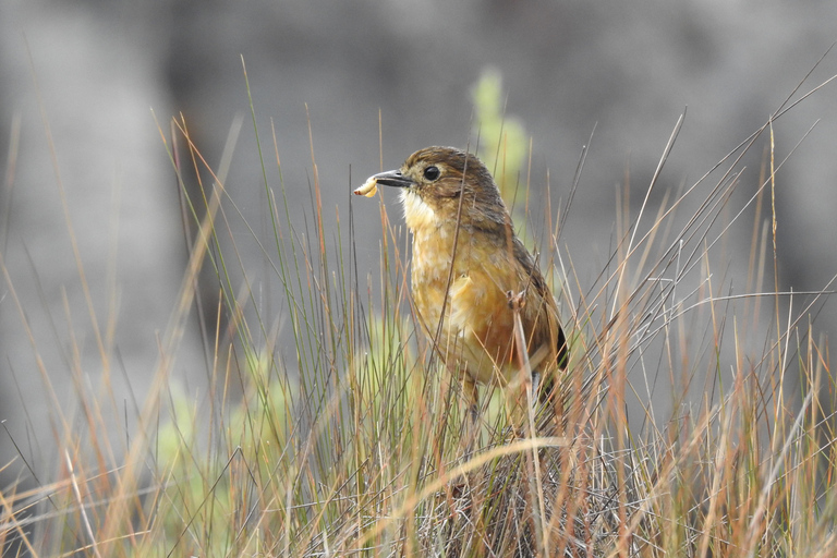 Cuenca: Birdwatching Tour in Cajas National Park with an expert guide Cuenca: Birdwatching Tour in Cajas National Park with an Expert Guide