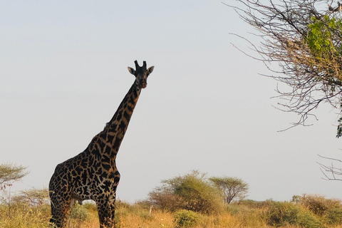 Samburu National Reserves: Optional Village Tour & Swimming