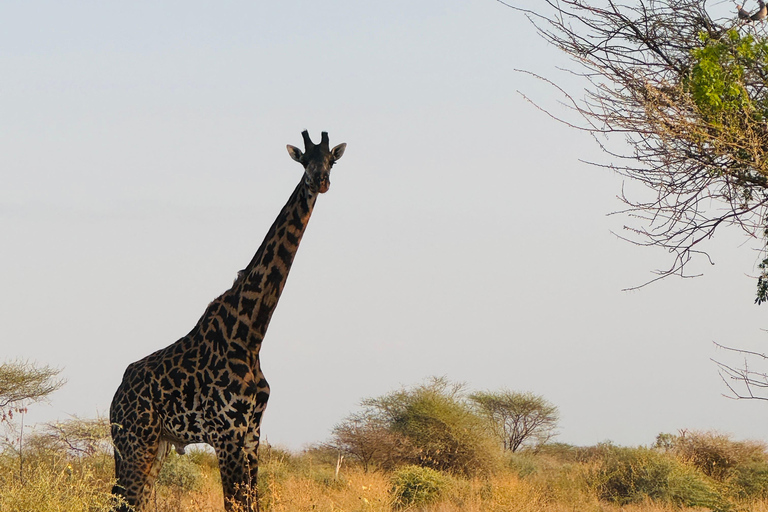 Samburu National Reserves: Optional Village Tour & Swimming