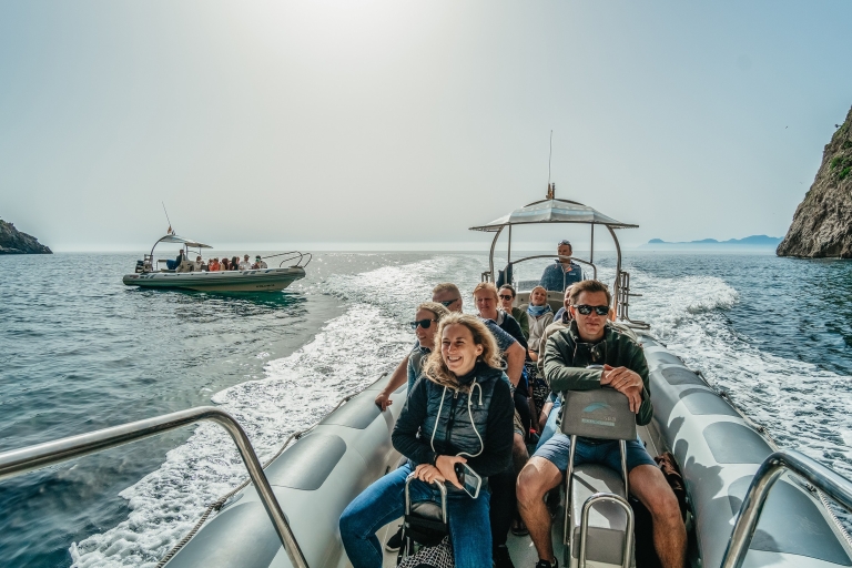 Alcudia/Can Picafort: Geführte Delfinbeobachtungstour bei SonnenaufgangTour ab Treffpunkt