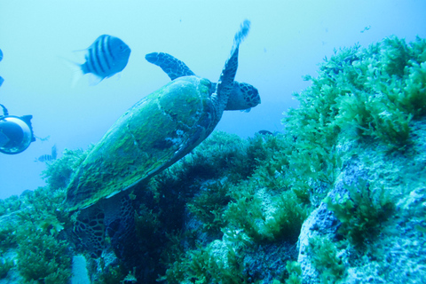 Half-Day Scuba Lesson For Beginners at Paraty Brazil