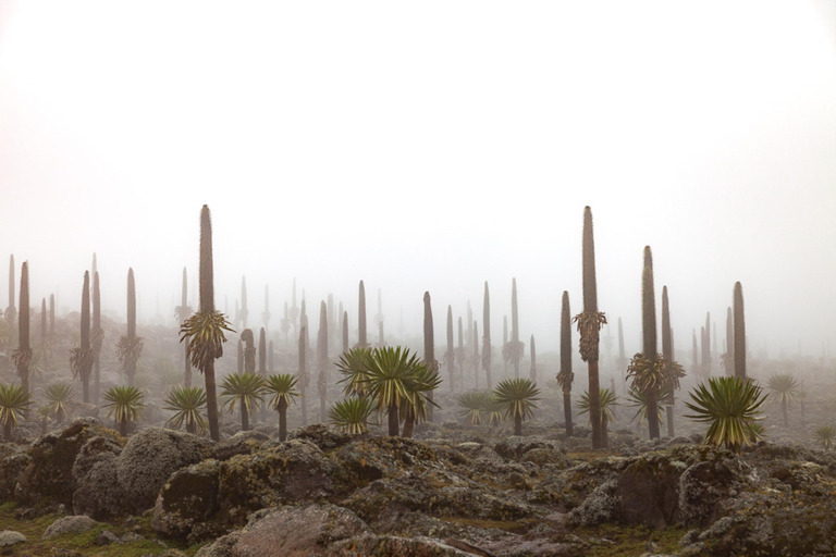 Addis Ababa: 4-Day Bale Mountains Adventure Tour