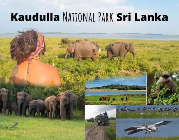 Visit Wildlife Safari to Kaudulla National Park in Kaudulla National Park