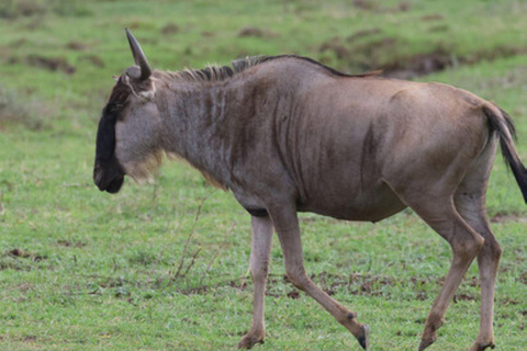 Lake Nakuru National Park Day Trip From Nairobi Lake Nakuru National Park From Nairobi