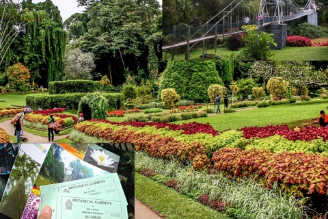 Kandy Królewskie Ogrody Botaniczne Peradeniya By Tuk Sri Lanka