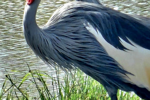 Nairobi National Park Guided Game Drive