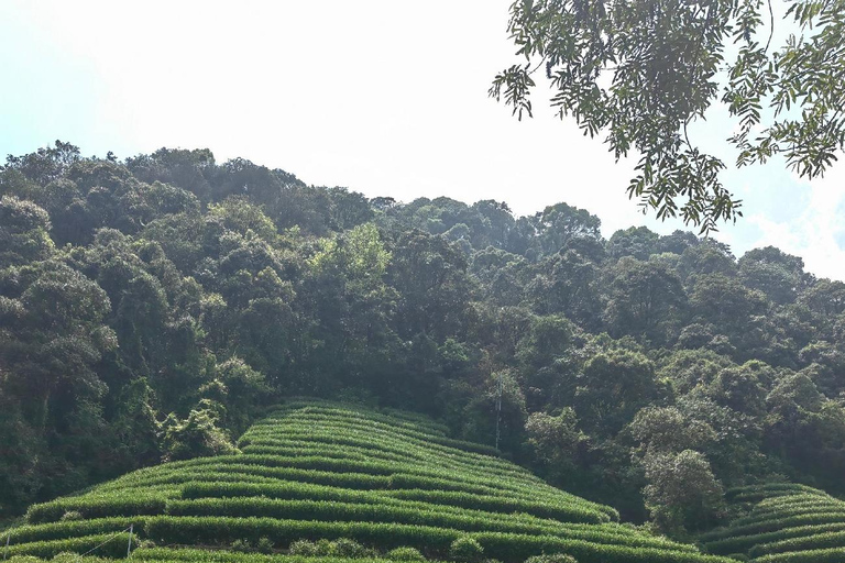 Hangzhou Nine Creeks · Dragon Well Half-Day Hiking Tour