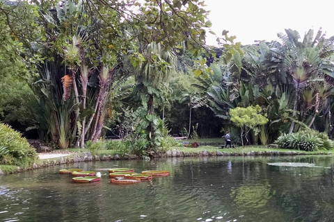 Tropikalne cuda: Odkryj Jardim Botânico i Tijuca w Rio