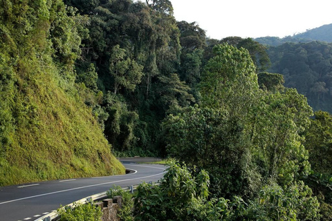 From Kigali: 2-Day Nyungwe National Park with Chimps Tour