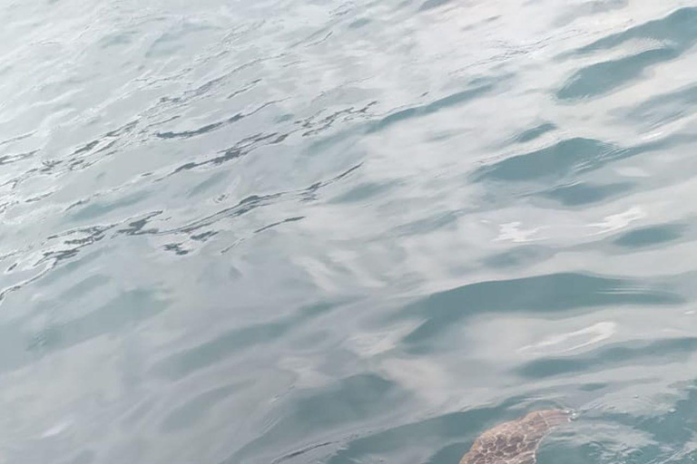 Snorkeling z żółwiami