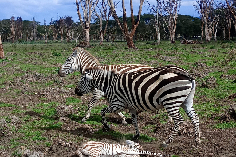 Hells Gate National Park & Lake Naivasha Boat Ride Day Trip