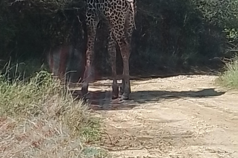 Mombasa: Wildlife Sanctuary Guided Nature Trail Tour Wildlife Sanctuary Guided Nature Trail Tour