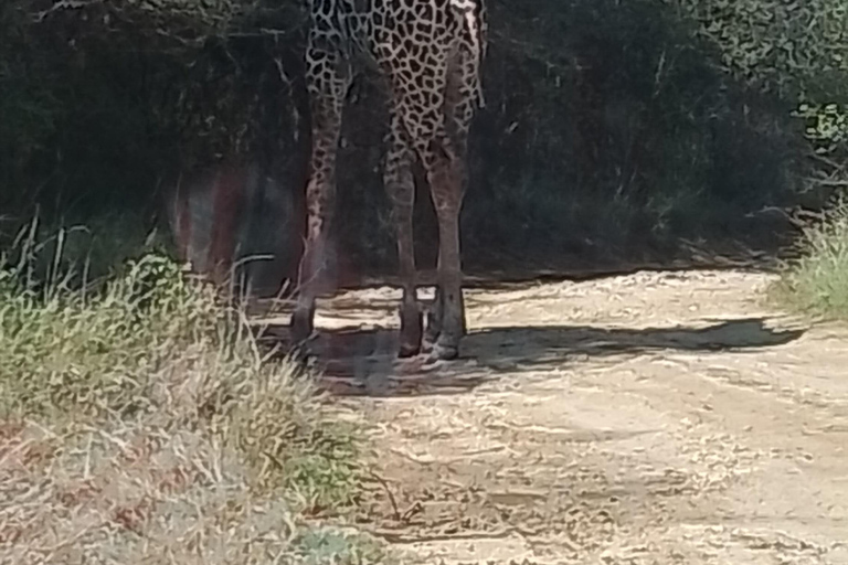 Mombasa: Wildlife Sanctuary Guided Nature Trail Tour Wildlife Sanctuary Guided Nature Trail Tour