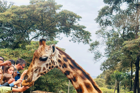 Nairobi: Private Layover Safari with Airport Pickup