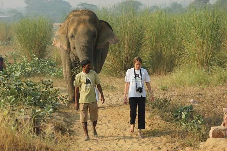 Da Agra: visita al viaggio di conservazione degli elefanti SOS Wildlife