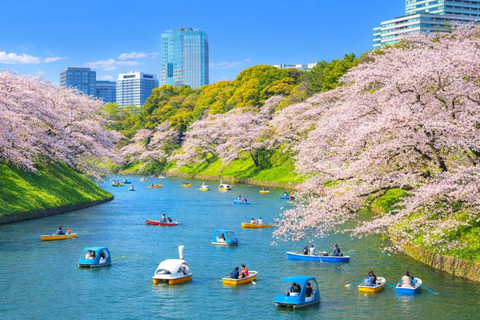 Tokyo Cherry Blossom Day Tour: Asakusa,Chidorigafuchi & Ueno 【Standard】English Guided Sightseeing Tour