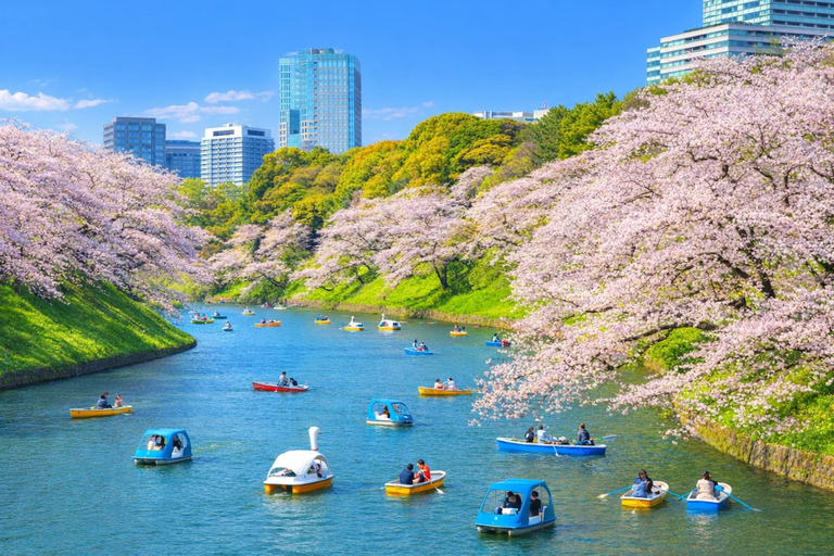 Tokyo Cherry Blossom Day Tour: Asakusa,Chidorigafuchi & Ueno 【Standard】English Guided Sightseeing Tour