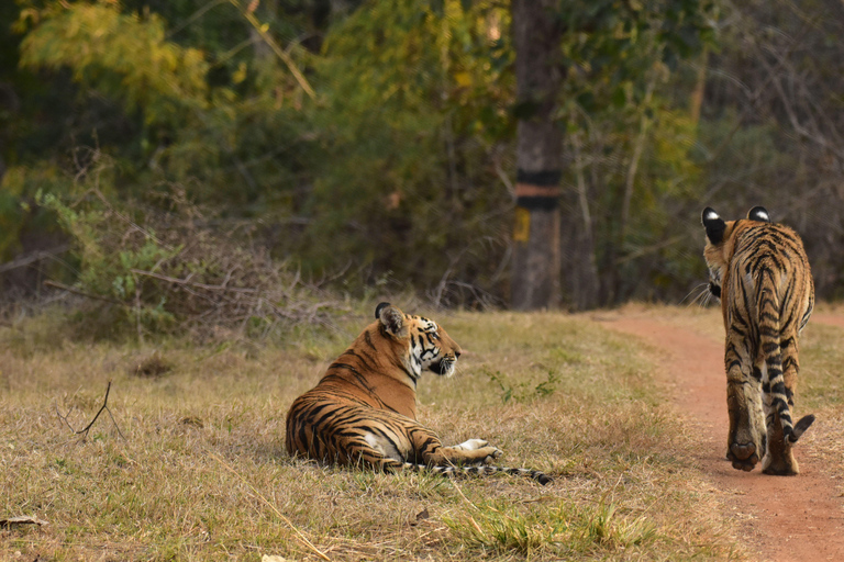 Ranthambore National Park: Core Zone Gypsy safari with Guide Ranthambore National Park: Gypsy Safari with Expert Guide