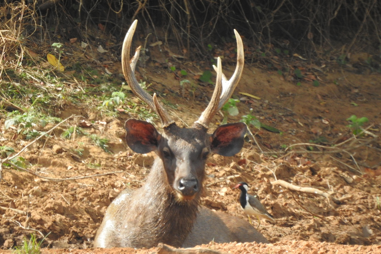 From Galle, Waligama, Mirissa & Yala safari and drop to Ella Yala full day safari (elephants and Leopards)