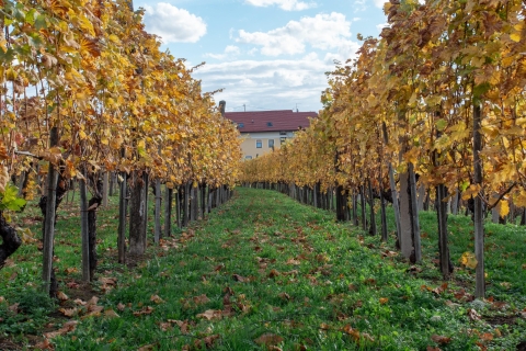 Vanuit Ljubljana: Wijn Express Tour door de Vipava Vallei