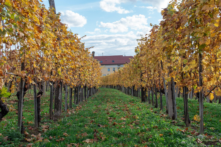 Vanuit Ljubljana: Wijn Express Tour door de Vipava Vallei