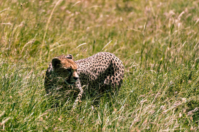 From Zanzibar: 2-Day Serengeti Park Safari Tour with Flights