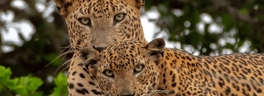 Parc national de Yala : visites d'une demi-journée ou d'une journée entière de safari