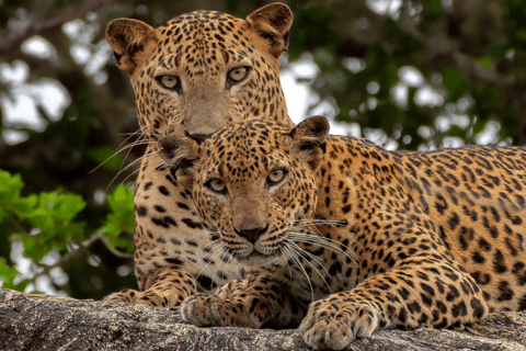 Yala National Park: Half Day or Full Day Leopard Safari Tour Yala National Park: Half Day Leopard Safari Tour (4 hours)