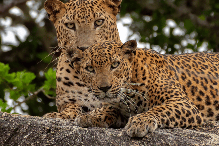 Yala National Park: Half Day or Full Day Leopard Safari Tour Yala National Park: Half Day Leopard Safari Tour (4 hours)
