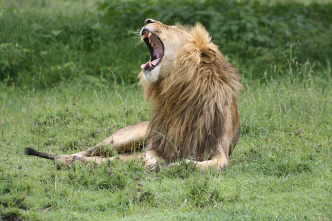 5 DAY SAFARI INTO THE WILD