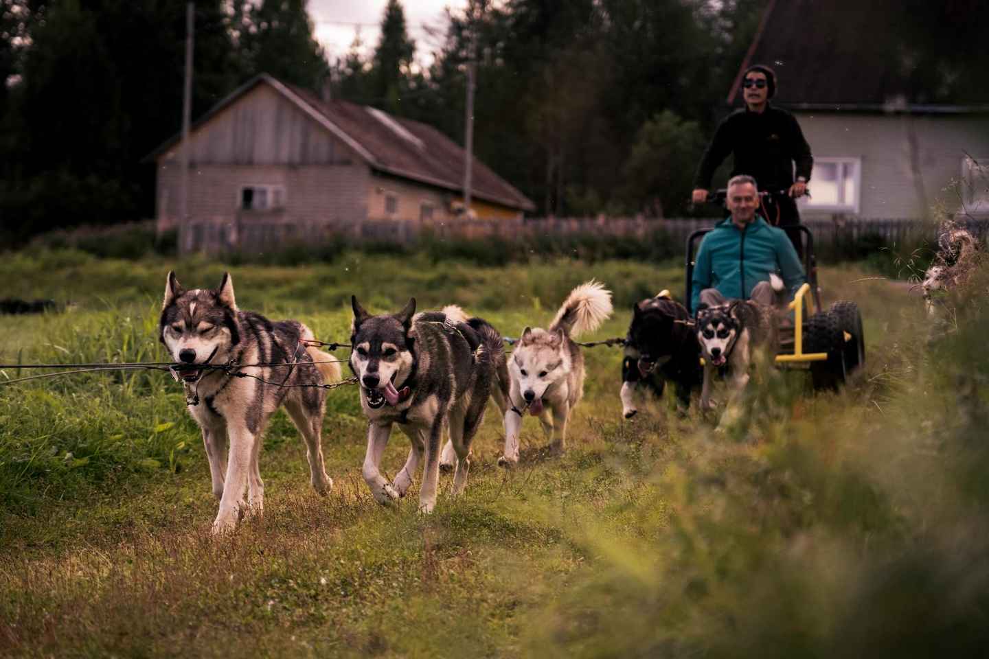 Rovaniemi: Husky Safaríferð og 6-10 km Mushing Keyrsla