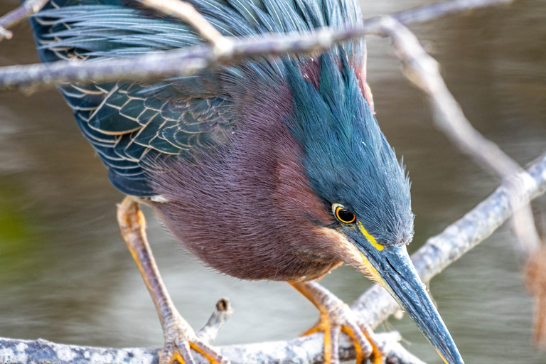 Orlando Bird Nerd Tour: Birding Kayak Tour Orlando Bird Nerd Tour: Long Birding Kayak Tour