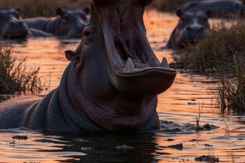 Nairobi National Park Evening Game Drive & sundowner Nairobi National Park Evening Game Drive & sundowner - VAN