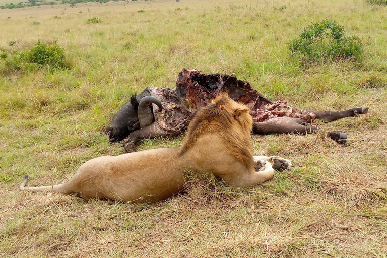 Nairobi National Park And Giraffe Center Afternoon Safari (Copy of) Nairobi National Park And Giraffe Center Afternoon Safari