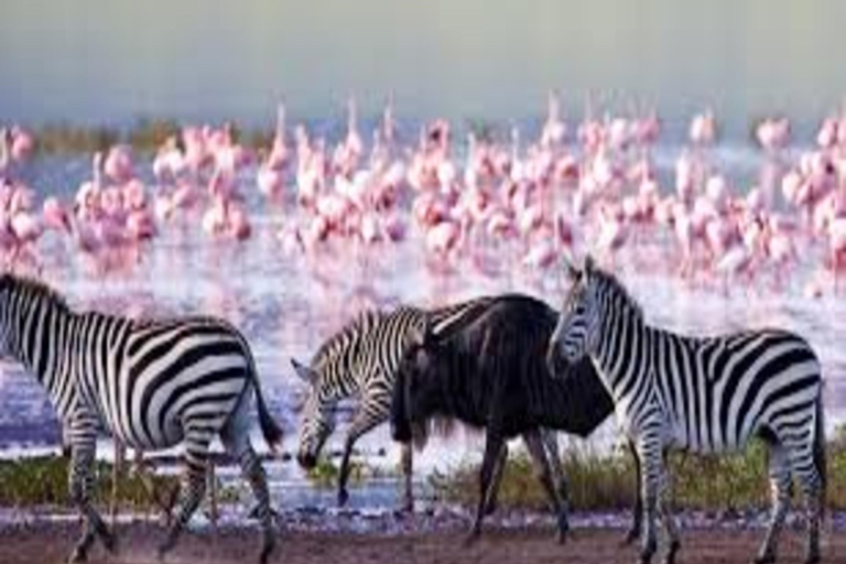 From Nairobi: 3-Day Lake Nakuru National Park Safari